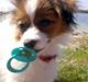 Papillon Chili