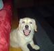 Golden retriever Nanna