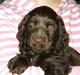 Cocker spaniel Joe
