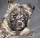 Cairn terrier Louie "Little Big Horn"