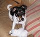 Jack russell terrier Sophie