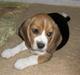 Beagle Love is like oxygen