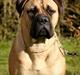 Bullmastiff Luna V.D. Mija Dora R.I.P