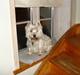 West highland white terrier Frodo
