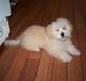 Coton de tulear Buller