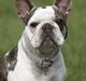 Fransk bulldog Kenzo *1/4 06-20/12 07* 