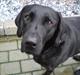 Labrador retriever Sweetwater's Bufftown DØD