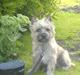 Cairn terrier Charlie