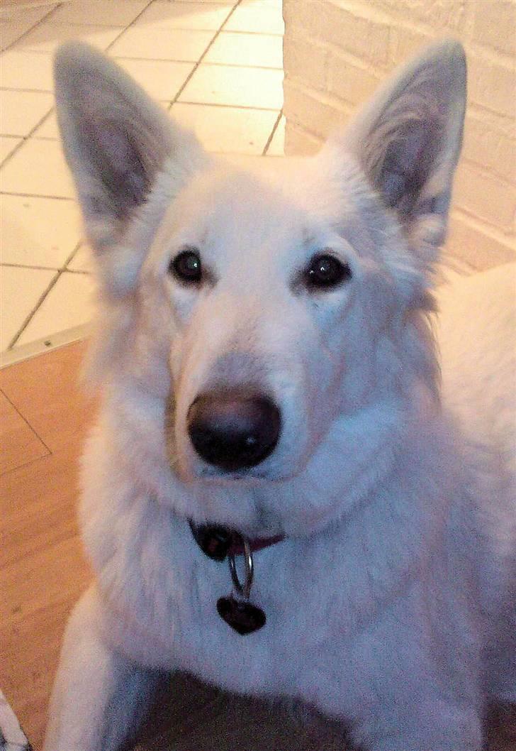 Hvid schæfer Ebony the White Diamond - Har du "snol" i hånden? billede 7