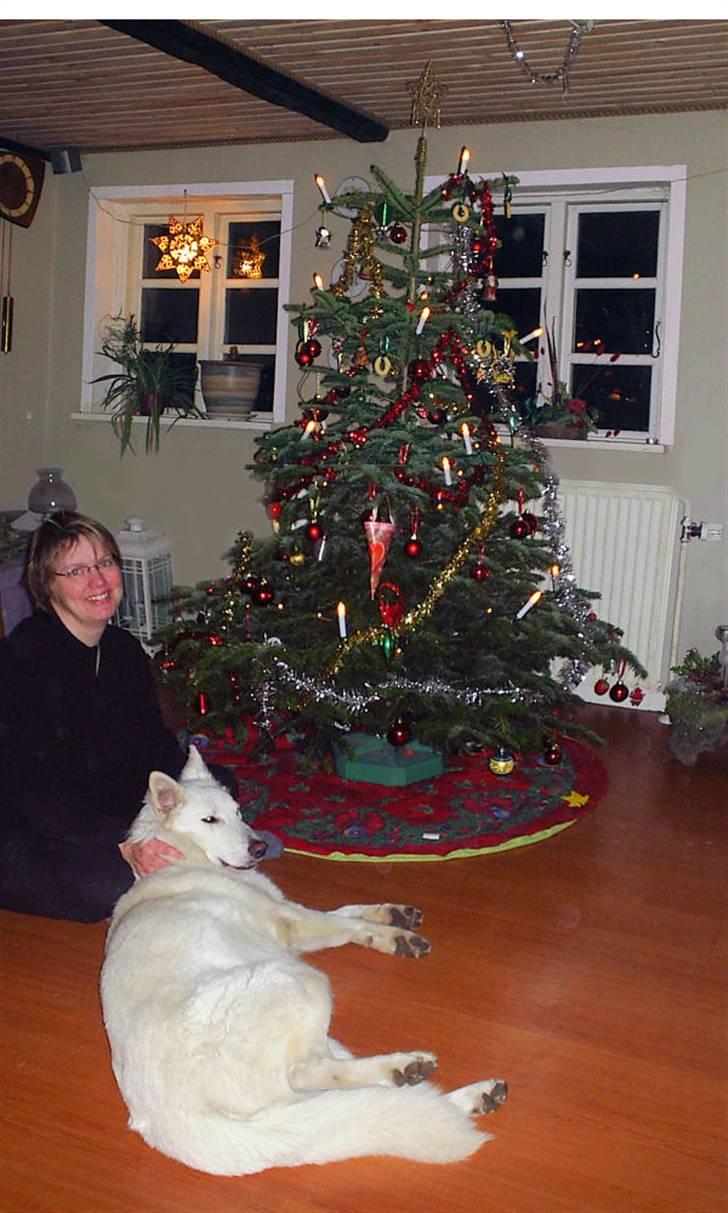 Hvid schæfer Ebony the White Diamond - Mon der er flere vanilie kranse på træet som jeg kan nå? billede 8