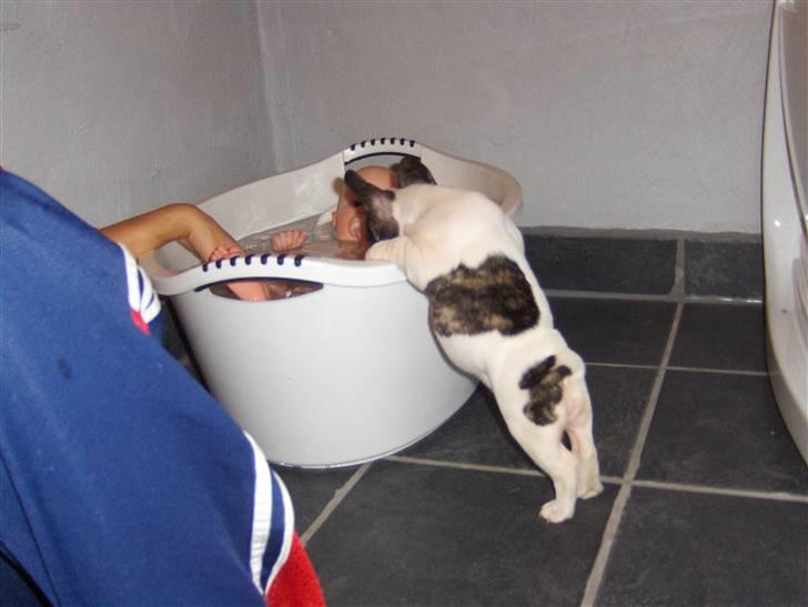 Fransk bulldog Lulu - jeg kan da lige hjælpe med at gi lillebror et bad billede 7