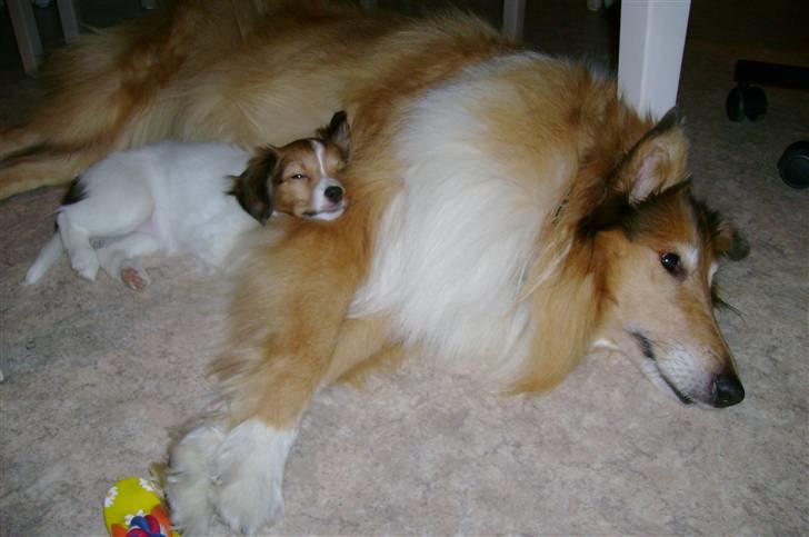 Papillon Bertha - Mig og Lassia hygger, hvor skønt. Men jeg sover;-) billede 8