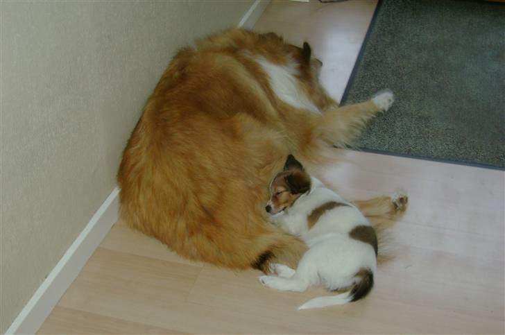 Papillon Bertha - De to sovetryner! billede 9