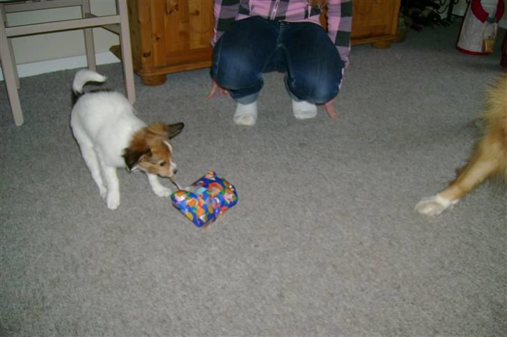 Papillon Bertha - Nu må jeg heller se hvad der gemmer sig bag papiret! billede 10