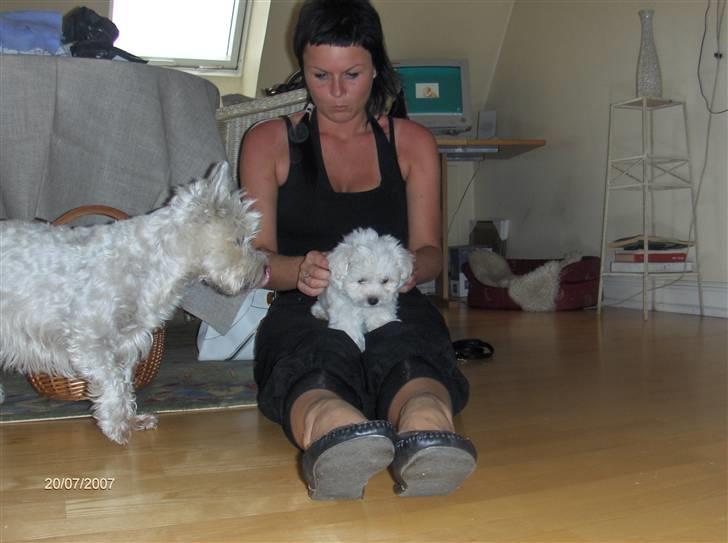 West highland white terrier Soffie - Soffie hilser lige på, ser lige hva jeg er for en... billede 8