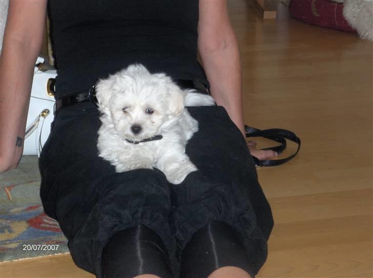 West highland white terrier Soffie - Mig.... Victor billede 9