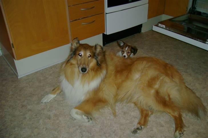 Papillon Bertha - Lille Bertha titter frem:-D billede 11