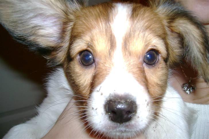 Papillon Bertha - Er jeg ikke sød? billede 12