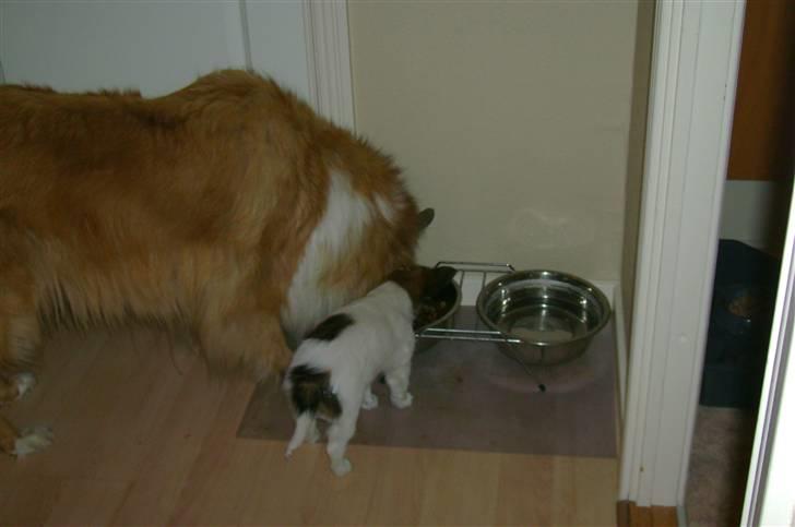 Papillon Bertha - Her hjælper jeg Lassia, med at spise hendes mad!!!  billede 13