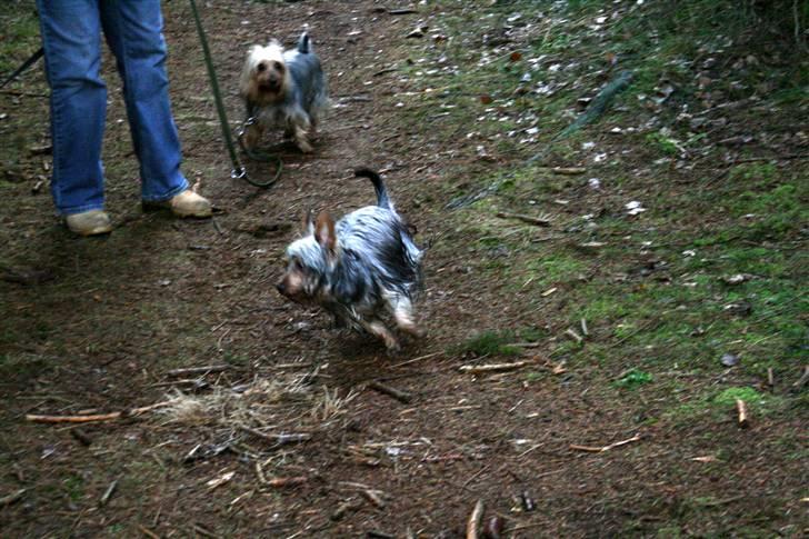 Australian silky terrier Miss.Bianca - Vi er i skoven og jeg kører 180 i timen billede 6