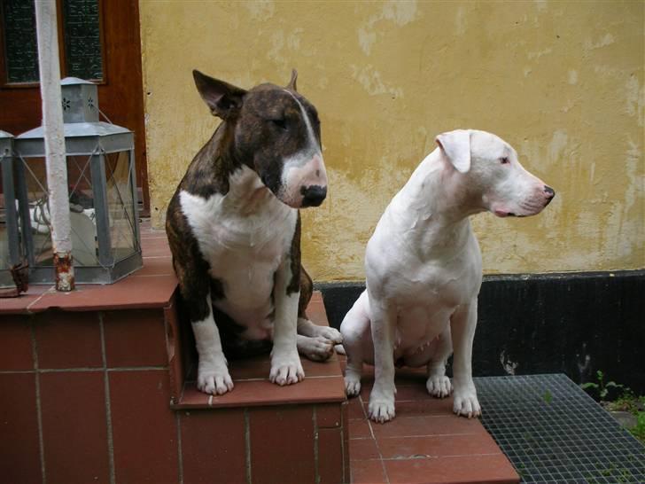 Blanding af racer Emma Dilemma R.I.P - Fine er vi.. Sidder bare og flexer. billede 12