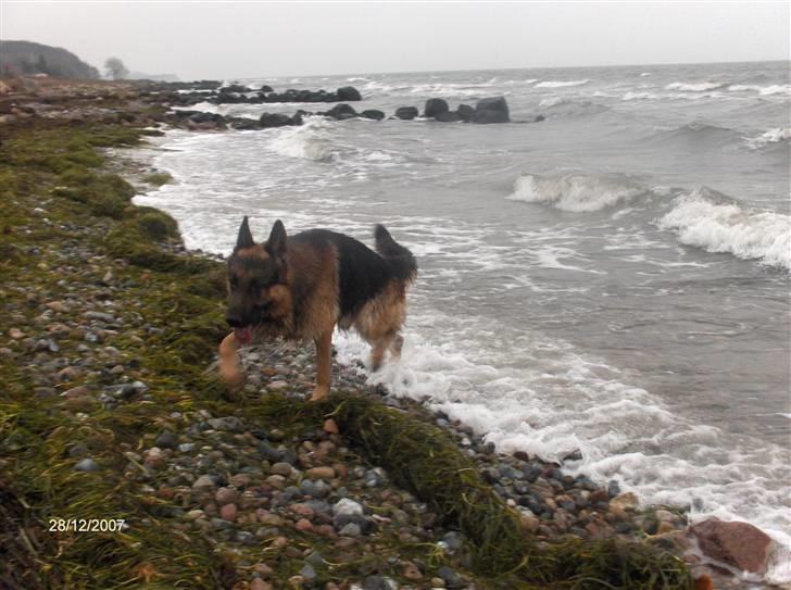 Schæferhund ravnerocks kimbo billede 14