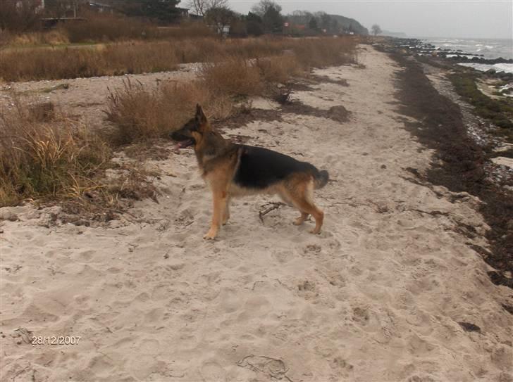 Schæferhund ravnerocks kimbo billede 15