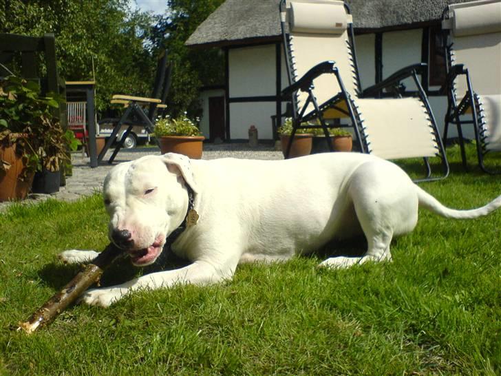 Blanding af racer Emma Dilemma R.I.P - mmmmmmmmmm..... God gren.... billede 13