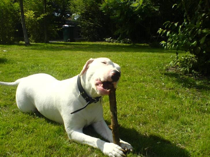 Blanding af racer Emma Dilemma R.I.P - Mere gren.... Mmmmmm.... billede 14