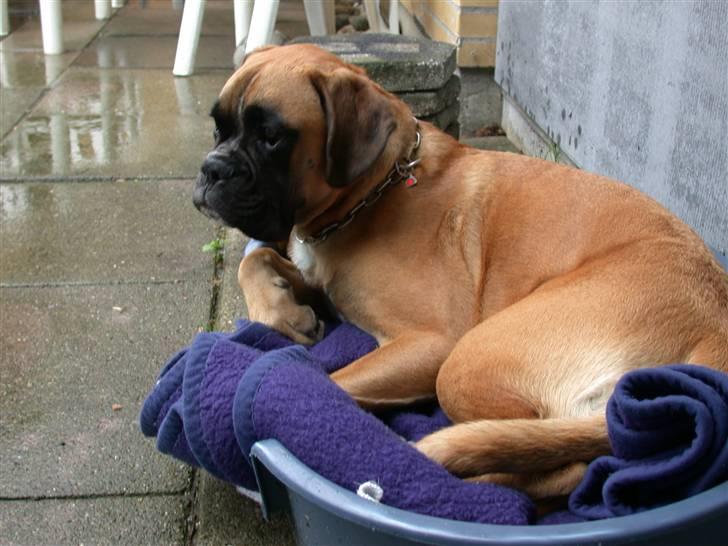 Boxer Cita billede 1