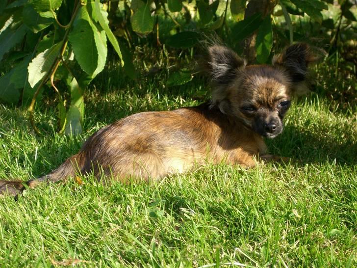 Chihuahua Alfie - jeg har lige fundet en skøn plet i haven!! sommeren 2007 billede 14