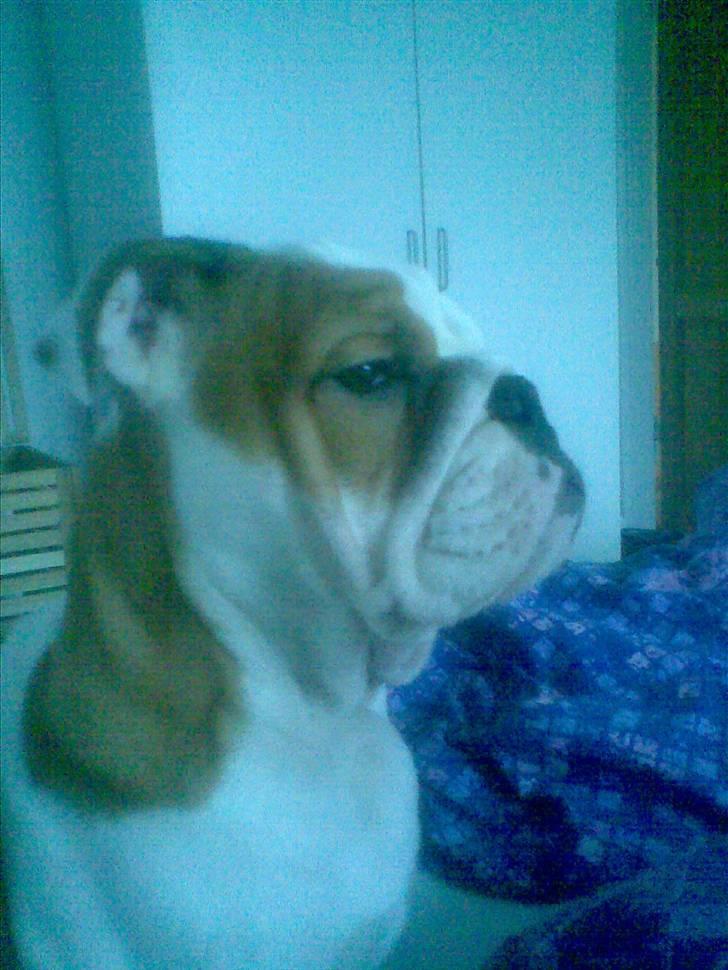 Engelsk bulldog Silas R.I.P - skuer ud over det hele :D billede 7