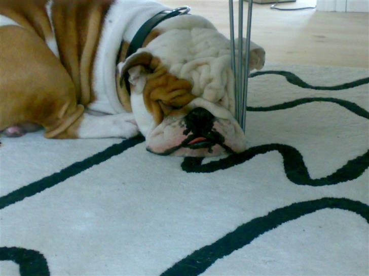 Engelsk bulldog Silas R.I.P billede 8