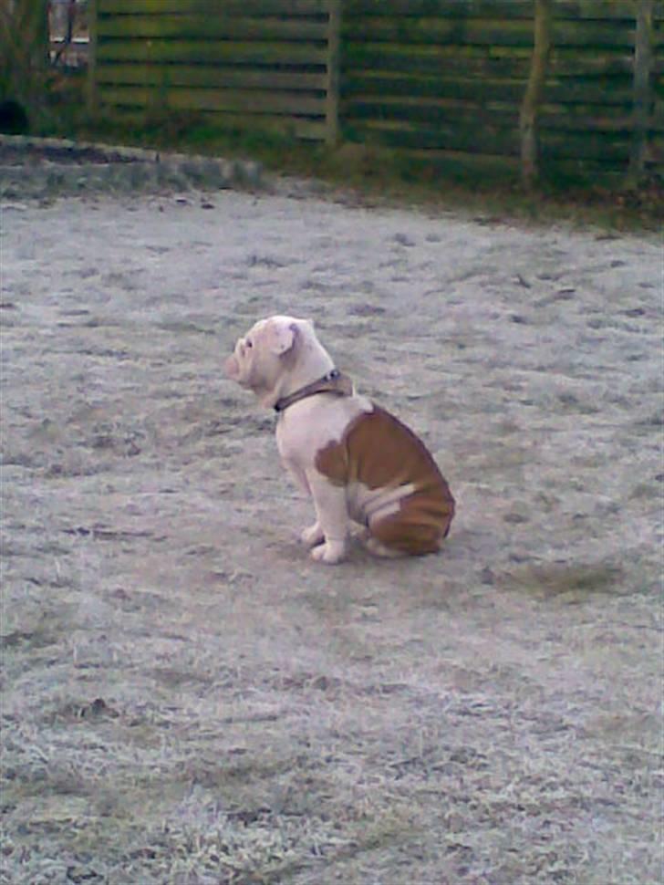Engelsk bulldog Silas R.I.P billede 9