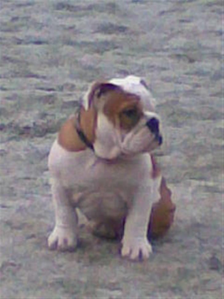 Engelsk bulldog Silas R.I.P billede 10