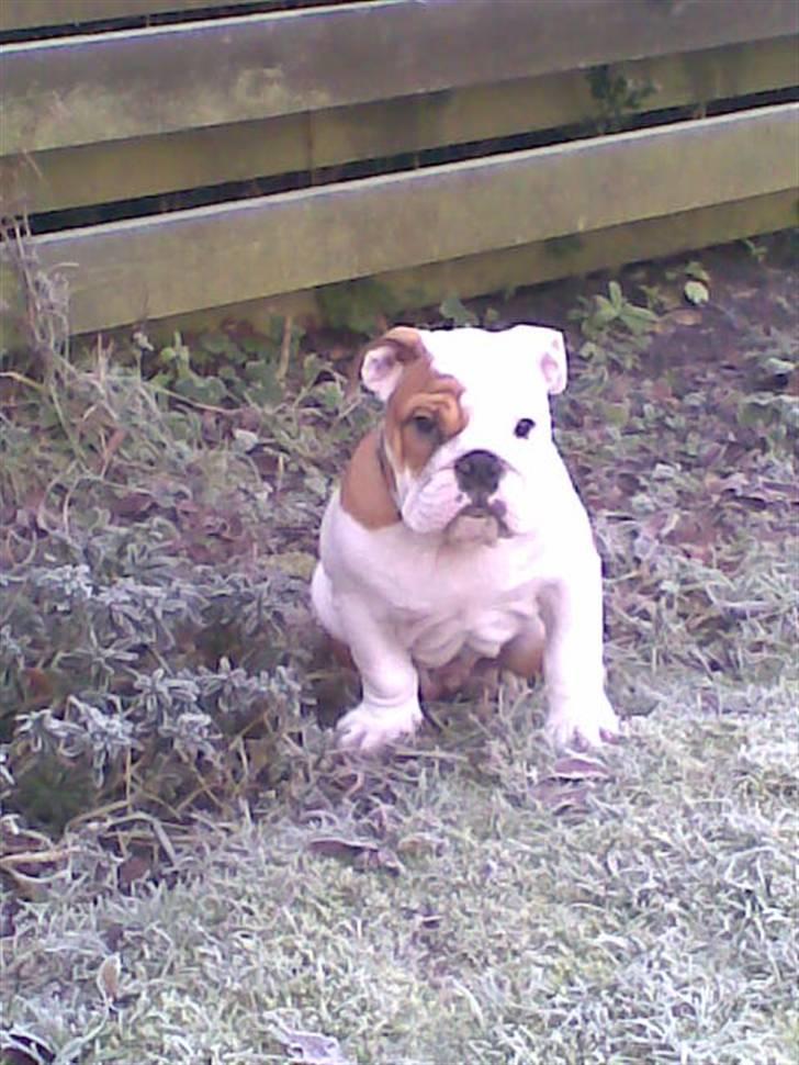 Engelsk bulldog Silas R.I.P billede 11