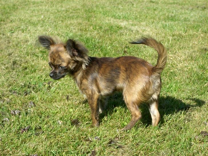 Chihuahua Alfie - hygge i haven sommer 2007 billede 15