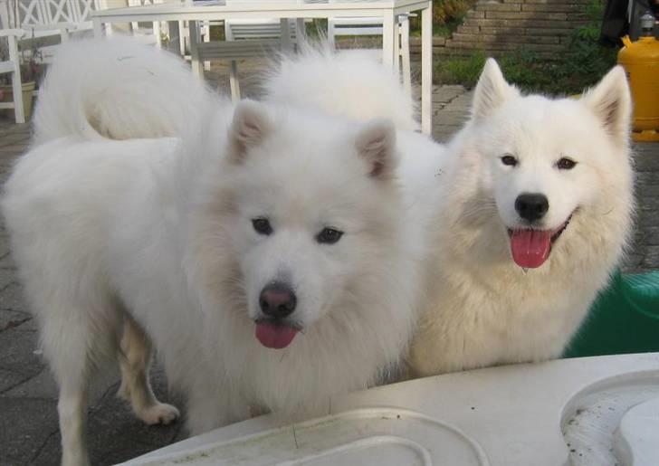 Samojedhund Discos Holly - TIRITH - Tirith (bagerst) med en gammel bofælle. billede 14