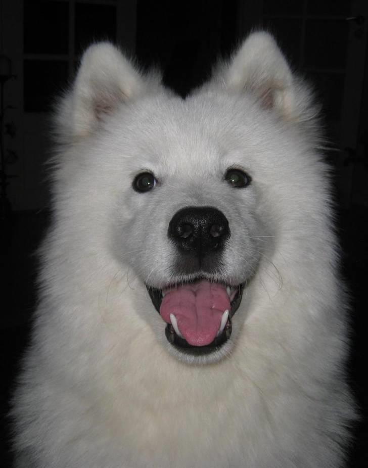 Samojedhund Discos Holly - TIRITH - Tirith - 6 mdr. gammel med sit dejlige smil. billede 15