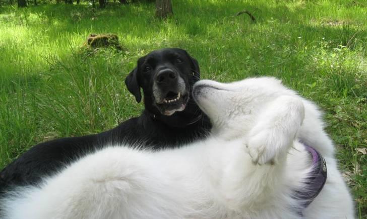 Samojedhund Discos Holly - TIRITH - Tirith kindkysser sin gamle ven Taco, maj 2009. billede 16