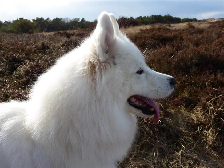 Samojedhund Discos Holly - TIRITH - Tirith, marts 2010. billede 17