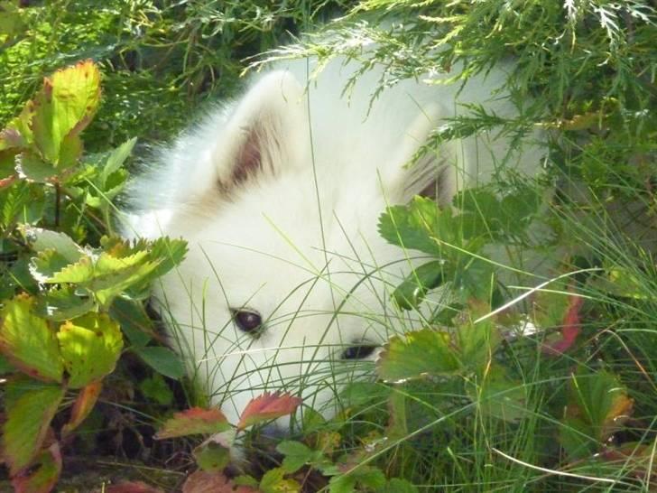 Samojedhund Discos Holly - TIRITH - Tirith i skjul, august 2010. billede 18