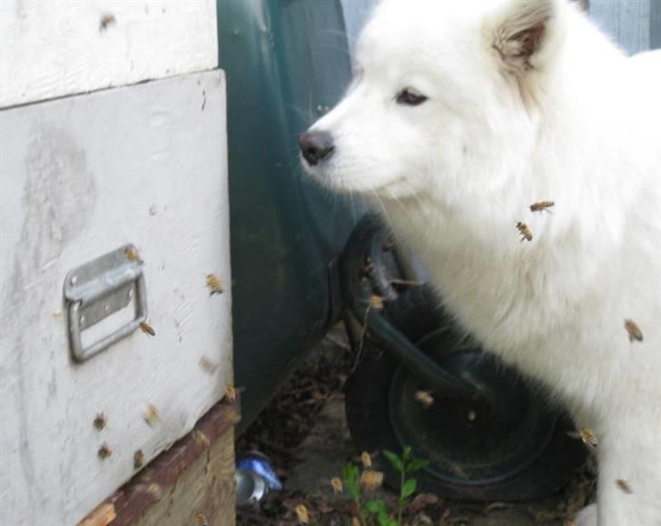 Samojedhund Discos Holly - TIRITH - Tirith og bierne. billede 19