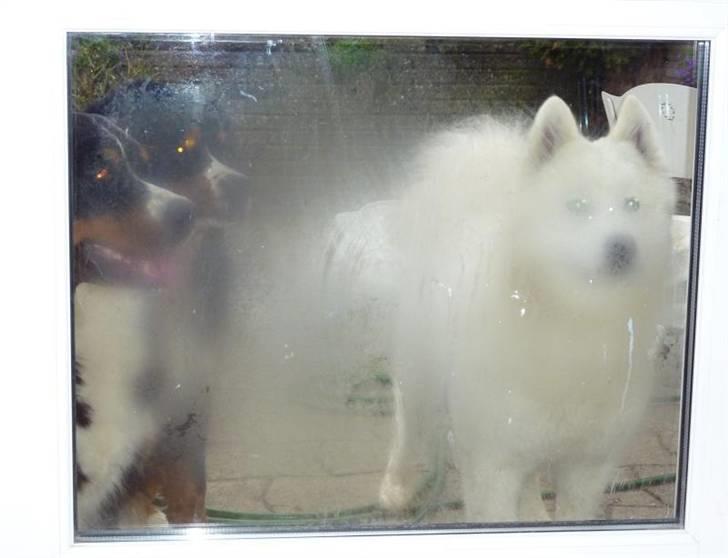 Samojedhund Discos Holly - TIRITH - "Mine venner og jeg vil gerne ind nu". Tirith og Berner-pigerne, forår 2010. billede 20