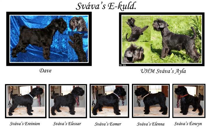 Dvaergschnauzer Sváva's Ayla - Thea - Sváva´s E-kuld Vinteren 2008 billede 19