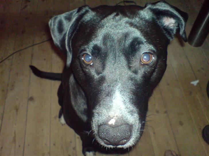 Blanding af racer *Gismo* billede 2