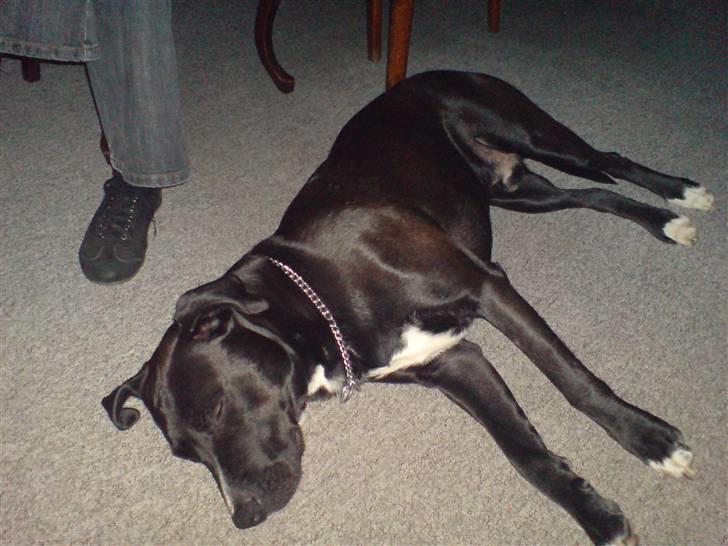 Blanding af racer *Gismo* billede 3