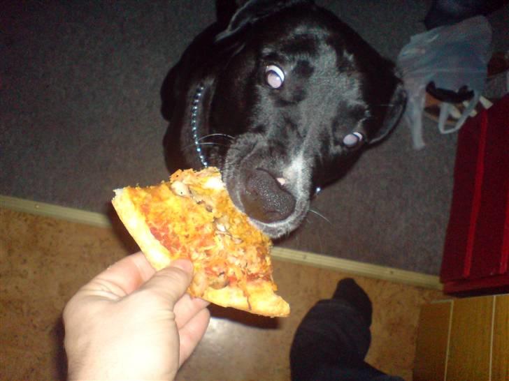 Blanding af racer *Gismo* - Giv mig Giv mig Giv mig billede 4