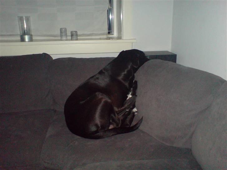 Blanding af racer *Gismo* billede 5