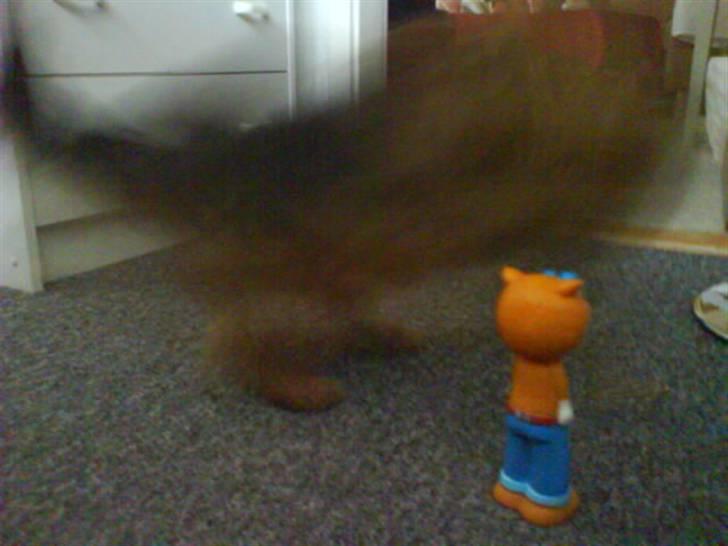 Australsk terrier Tholi Wictor (rasmus)  - Jeg syntes bare det er så elskeligt det billede ^_^ billede 8